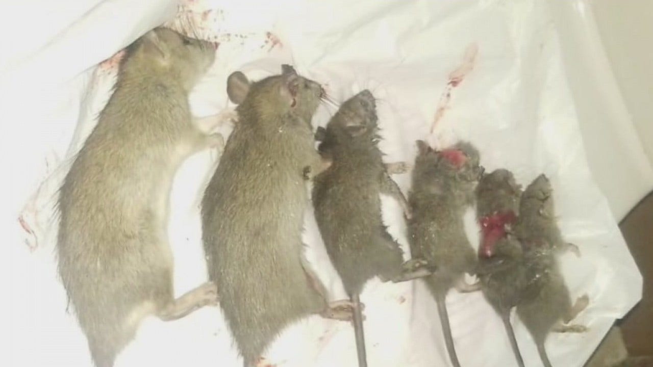 North side condo owners say they are dealing with a rat infestation