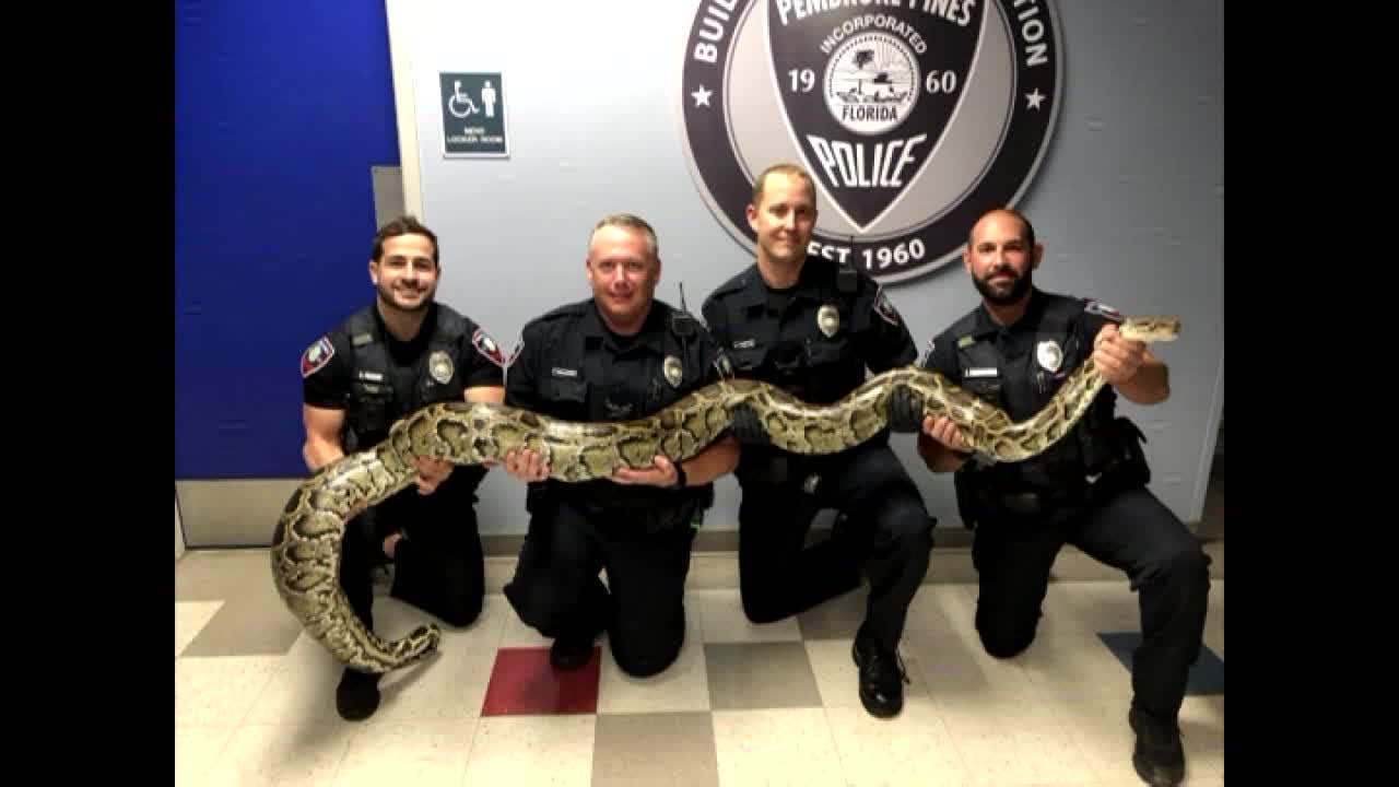 Police respond to 911 call after 12-foot Burmese Python is spotted ...
