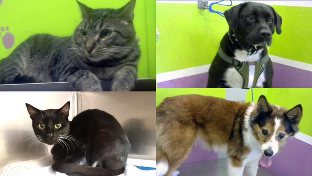 $5 Pet Adoptions At BARC On April 30 For 'National Adopt A Shelter Pet ...