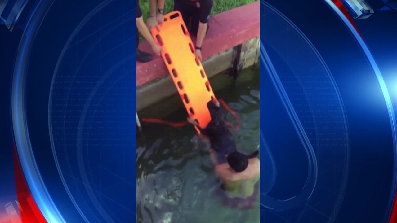 ruff-day-12-year-old-dog-rescued-after-falling-into-bay