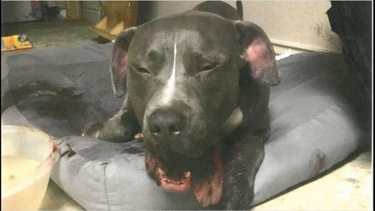 hayward man beats pit bull puppy for defecating in house da