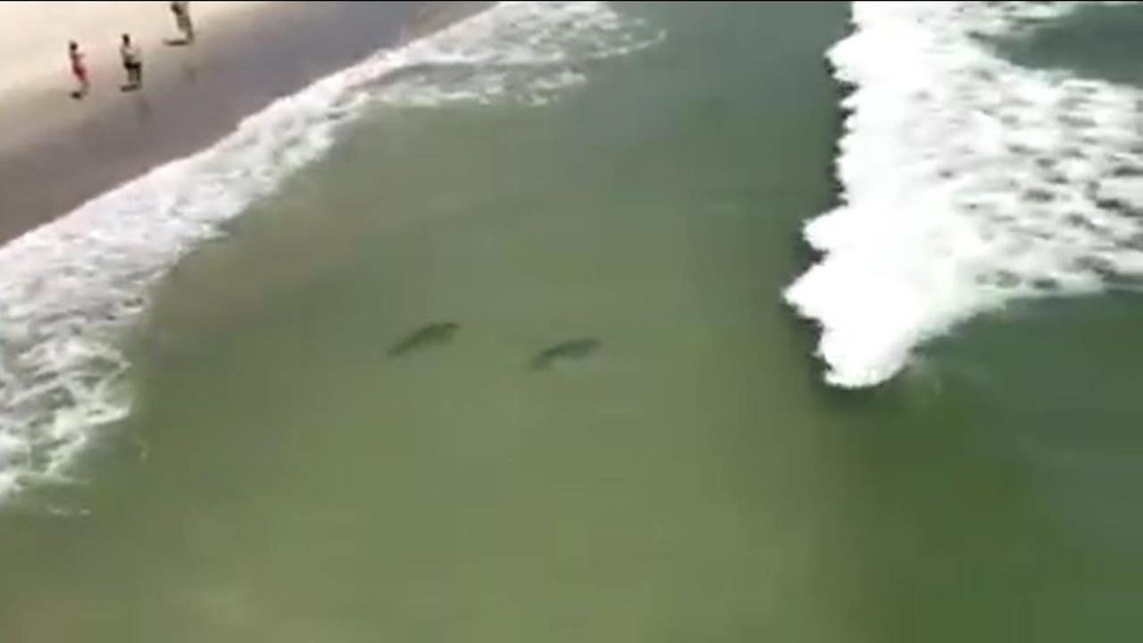 VIDEO Several sharks swimming close to shore at Myrtle Beach photo