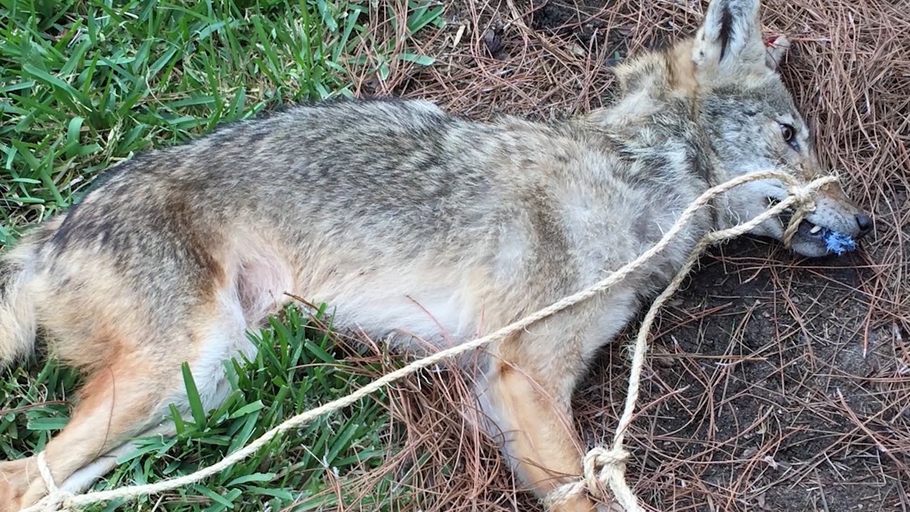Rabies Alert Issued After Coyote Attacks 3