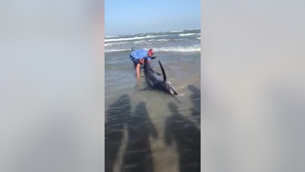 Giant Blue Marlin washes ashore on Port Aransas beach | FOX 26 Houston