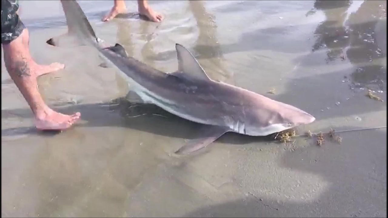 Black tip sharks caught near Galveston's Sunny Beach