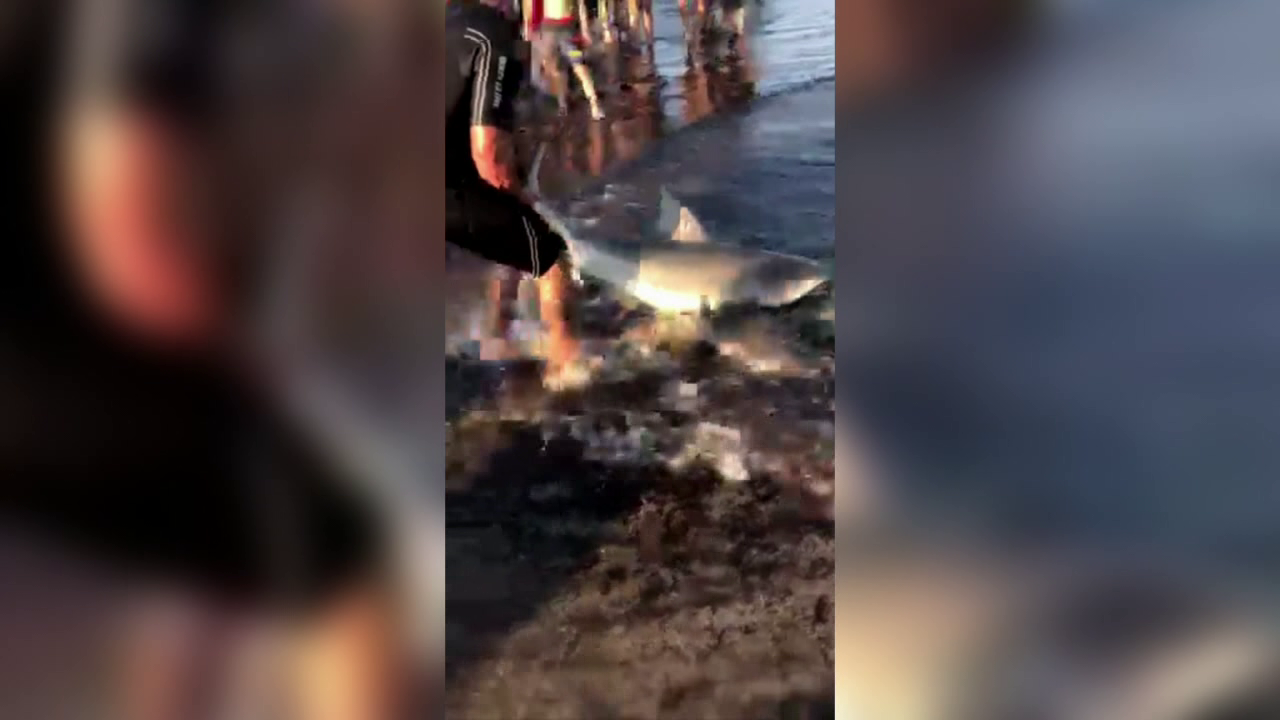 Shark encounter at Galveston beach caught on video