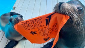 Jonah and Max from the Houston Zoo roots for the Astros, gives discount to World Series fan