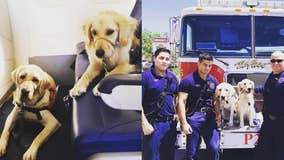 Service dogs travel to El Paso to comfort victims and first responders