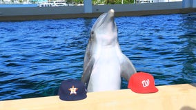 Nicholas the Dolphin predicts the World Series winning team