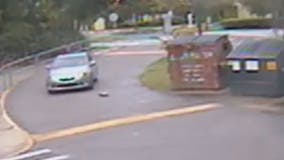 Deputies looking for driver who killed gopher tortoise