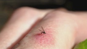 Beware! A "Mosquito-pocalypse" could be on the way late this week - Mondays with Mike