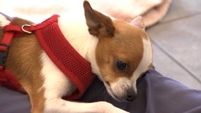 Tough and tiny Chihuahua ready for adoption after suffering broken legs
