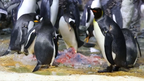 Penguins at Moody Gardens take a swing at predicting World Series winner