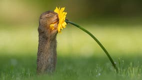 Photographer captures moment 'curious' squirrel stops to smell a flower
