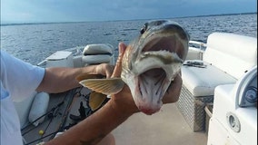 Fish with 'two mouths' shocks anglers: 'It's a catch of a lifetime'