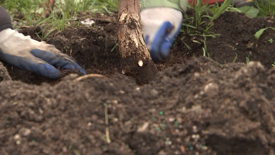 Houston gifts Minneapolis a Super Bowl tree