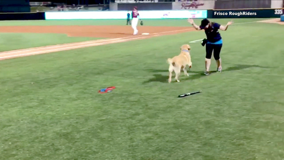 Adorable video shows bat dog failing to retrieve bats