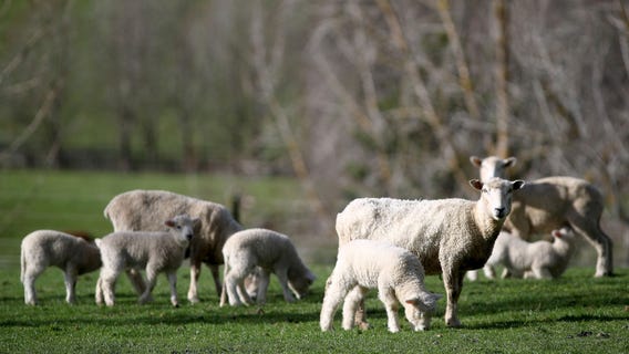 UK reality show challenges meat-loving families to go vegetarian or be forced to eat their 'pet'