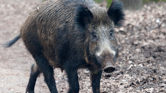 Italian man accidentally shoots, kills father during boar hunt: reports