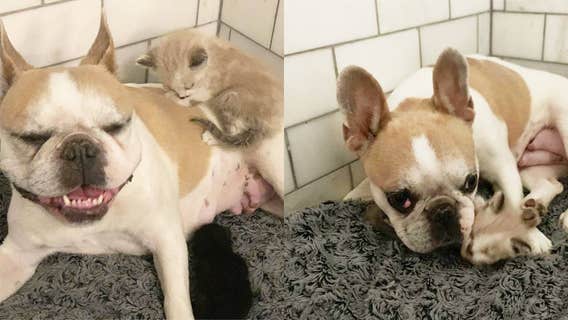 Gilbert dog mothers abandoned kittens after giving birth to stillborn puppies