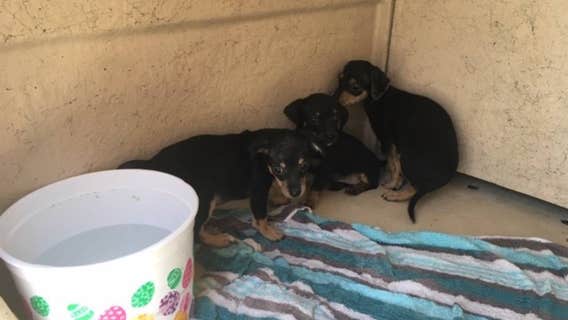 5 puppies found abandoned in Phoenix dumpster inside duffel bag