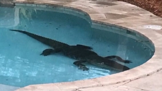 Gator goes swimming in Florida homeowner's pool