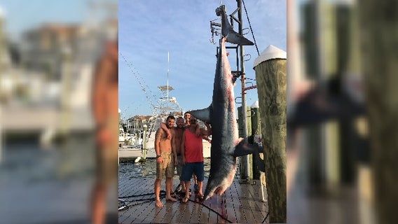 926-pound Mako caught in New Jersey