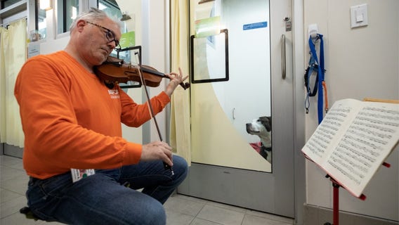‘I came out in tears': Professional violinist performs for abused shelter dogs to calm them