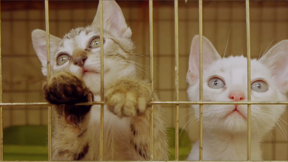 Stan Van Gundy adopts very last dog at "Empty the Shelters" event