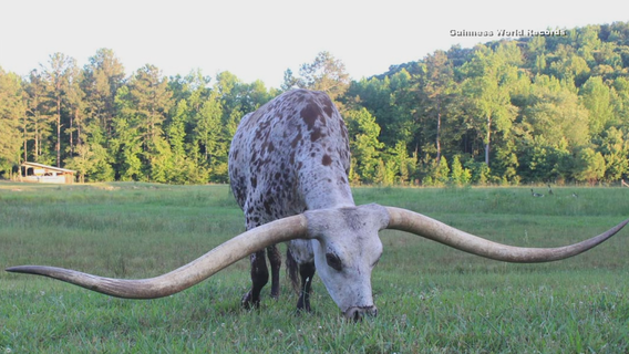 Texas longhorn sets Guinness world record for longest horns