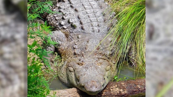 Zoo investigates after croc breaches habitat