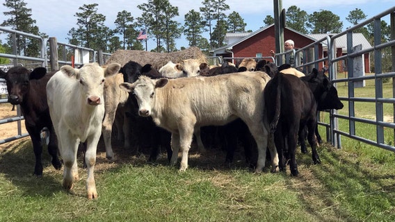 Loose livestock shuts down portion of I-10 in Florida
