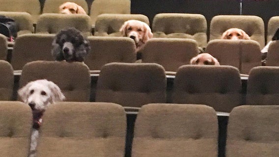 Service dogs attend theater performance as part of training