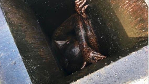 Man stuck in grease vent of Chinese restaurant for two days: Alameda County sheriff