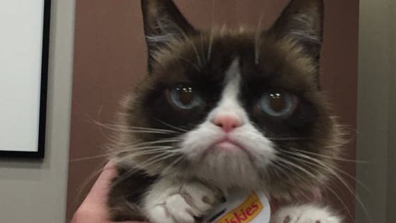 Grumpy Cat makes her Super Bowl prediction