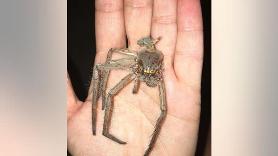 Huntsman spider grows new legs after molting