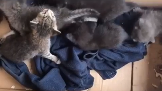 Houston animals impacted by remnants of Imelda