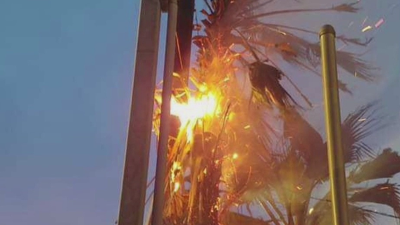 Reward offered for arrest in palm tree fires