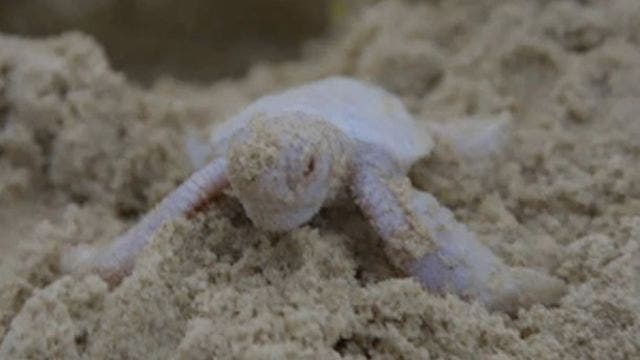 Rare baby albino turtle spotted on Australian beach