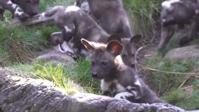 Adorable African painted pup explore their Oregon Zoo habitat