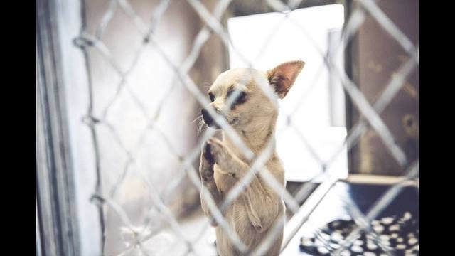 Adorable photos of 'praying' chihuahua lead to adoption