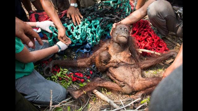 Orangutan mother and baby escape forest fires, stoning by villagers