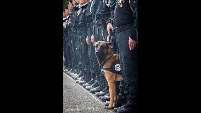 Mourning Diesel: French police dog killed in Paris raid