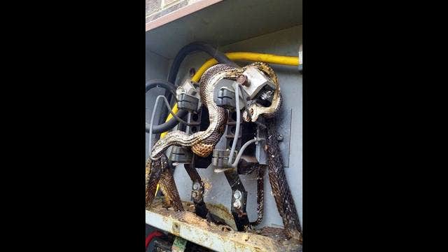 Two fried snakes discovered inside electrical box at Morganton home
