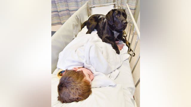 Dog comforts child during MRI scans, procedure