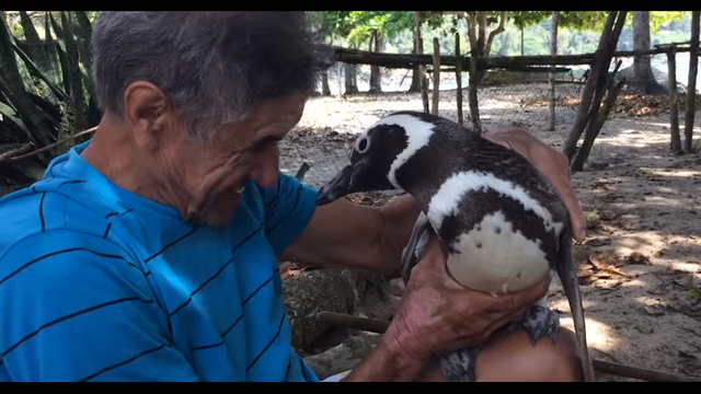Warming friendship: A man and a penguin forge a bond over thousands of miles