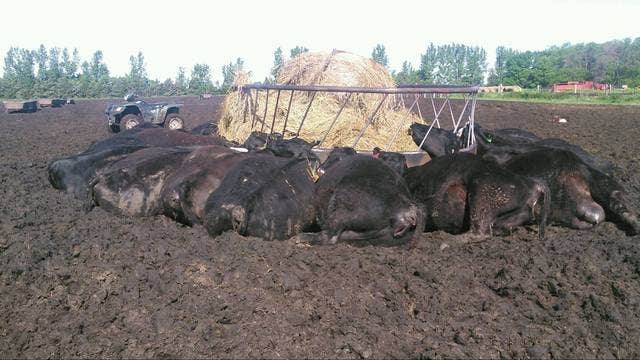 PHOTO: 21 cows killed by a single lightning strike