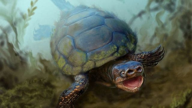 Pig-snouted turtle from dinosaur era discovered in Utah