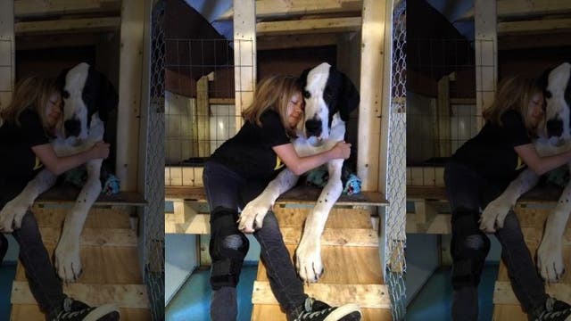 'Great' Dane: 131-pound dog helps guide 11-year-old with rare genetic condition