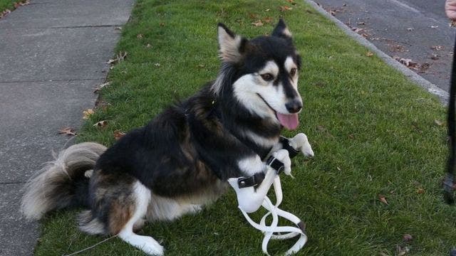 2-year-old husky gets new set of 3-D printed prosthetic paws